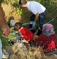 Ceviz toplamak isterken hastanelik oldu