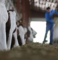 Çiftçilere 711 Milyon 848 Bin Lira Destek Hesaplarda