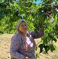 Çığşar kirazında hasat başladı
