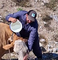Çukura düşen gebe inek vinçle kurtarıldı