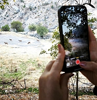 Dağ keçileri sonbahara renk kattı: Tunceli'de görsel şölen