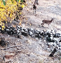 Dağ keçileri sonbahara renk kattı