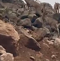 Dağ keçileri sürü halinde görüntülendi