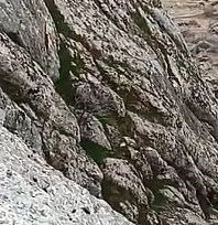 Dağ keçileri sürü halinde görüldü