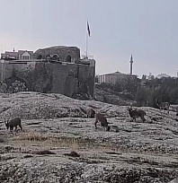 Dağ keçileri sürü halinde ortaya çıktı