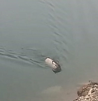 Dağ keçisi bu kez yüzerken görüntülendi