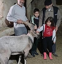 Dağ keçisi 'Garip' ailenin maskotu oldu