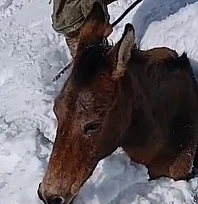Dağda karda mahsur kalan katırlar kurtarıldı