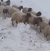 Dağda Mahsur Kalan İki Çoban ve 800 Küçükbaş Hayvan Kurtarıldı