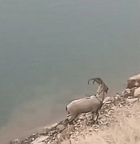 Dağların hakimi bu kez gölde görüldü!