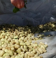 Damda 3 gün bekliyor, katkısız hazırlanıyor: Malatya'nın meşhur dut pekmezi 500 TL'den alıcı buluyor