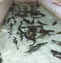 Denizi Olmayan Malatya Balık Üretiminde Lider