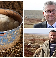 Depremzede besici, devlet desteğiyle sürüsünü yeniden kurdu