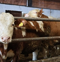 Devlet desteğiyle 300 hayvanlık çiftlik kurdu