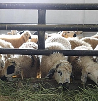 Devletten aldığı destekle çiftlik açtı