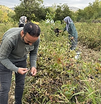 Aronya meyvesi hasadı başladı