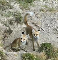 Doğanın sevimli yüzü: Tilki ailesi havadan görüntülendi