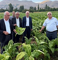 Dolu yağışı tütün üreticilerini vurdu