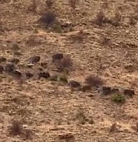 Domuz sürüsü görüntülendi