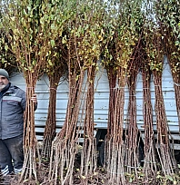 Don Afeti Üretimi Durduramadı! Kayısı Üretimi Büyüyor...