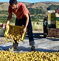 Dünya kayısı başkentinde üretici neden kazanamıyor?