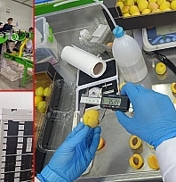 Dünyanın tercihi Malatya kayısısı! Bu yıl kalite de gelir de çok yüksek olacak!