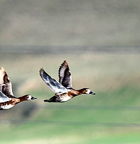 Ekşisu Sazlığı yüzlerce kuşa yuva oldu