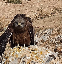 Elazığ'da yaralı çaylak kuşu bulundu