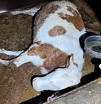 Elektrik kaçağı 8 büyükbaş hayvanı telef etti