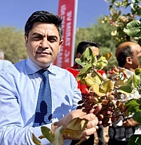 Fıstık hasadı başladı