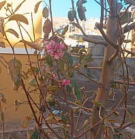 Geçen yıl kuruyan ağaçlar kasım ayında çiçek açtı