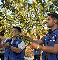 Gençler badem hasadına katıldı