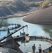 Gölde 200 tonluk balık hasadı