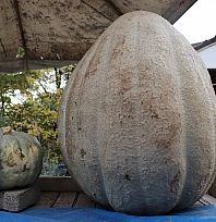 Görenler şaşırdı! Ata tohumundan yetişti, 51 kilograma ulaştı