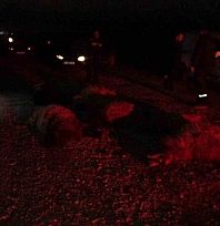 Taksi sürüye daldı koyunlar telef oldu