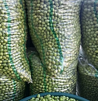 Hatay'da hasat edildi! Malatya'nın Gözdesi Oldu: Kilosu 110 TL'den Satışta…