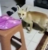 Her akşam gelip kedilerle aynı kaptan mama yiyor