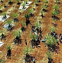 İdil'de fıstık hasadı başladı