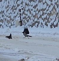 İlçe beyaza büründü, aç kalan kargalar sokaklara indi