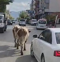 İnekler trafiği birbirine kattı