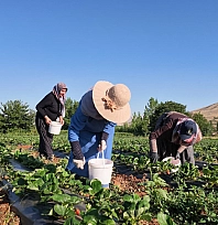 İstanbul'dan Malatya'ya döndü, toprağa yöneldi: Kayısıya rakip ürün yetiştirdi