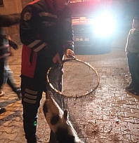 İtfaiye ekiplerinden kedi kurtarma operasyonu