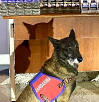 Jandarmadan kaçak sigara operasyonu: 800 paket ele geçirildi