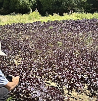 Japonların gözü Arapgir'in mor reyhanında! Adım adım tüm süreci incelediler