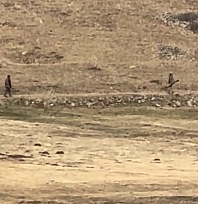 Kaçak keklik avına sıkı denetim