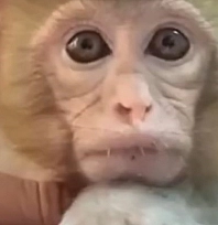 Kaçak Makak maymun yavrusu kurtarıldı