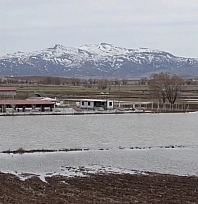 Kangal köpeği çiftliği su altında kaldı