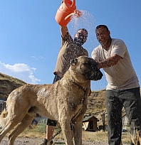 Kangal köpekleri sıcakta ciddi sağlık sorunları yaşayabilir