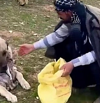 Kangalın kuzuya gösterdiği şefkat gündem oldu
