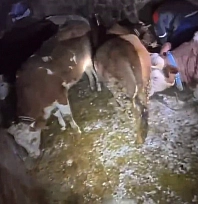 Kar nedeniyle ahır çöktü